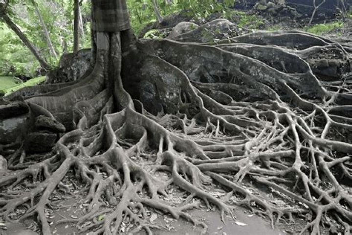 Are acacia roots invasive?