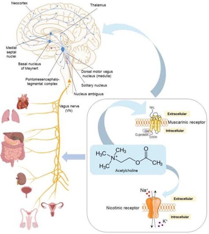 Are adrenergic receptors nicotinic?