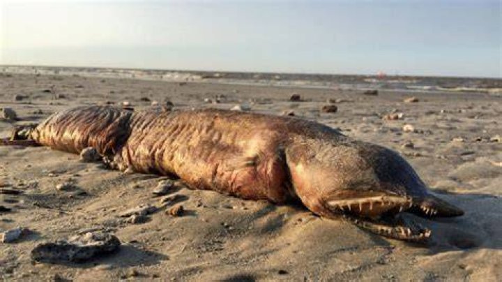 Are alaskan bull worms real?