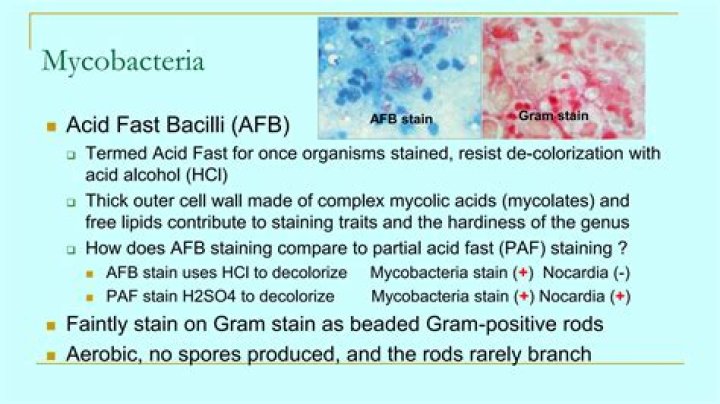 Are all mycobacteria acid fast?