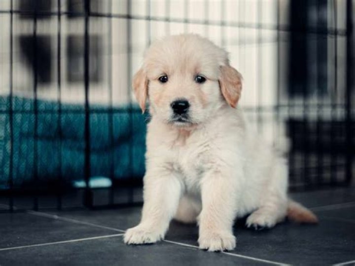 Are all puppies whine?