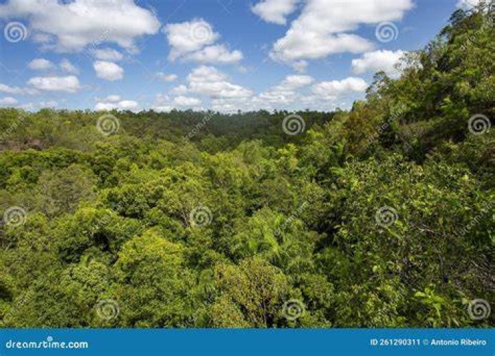 Are also called monsoon forest?