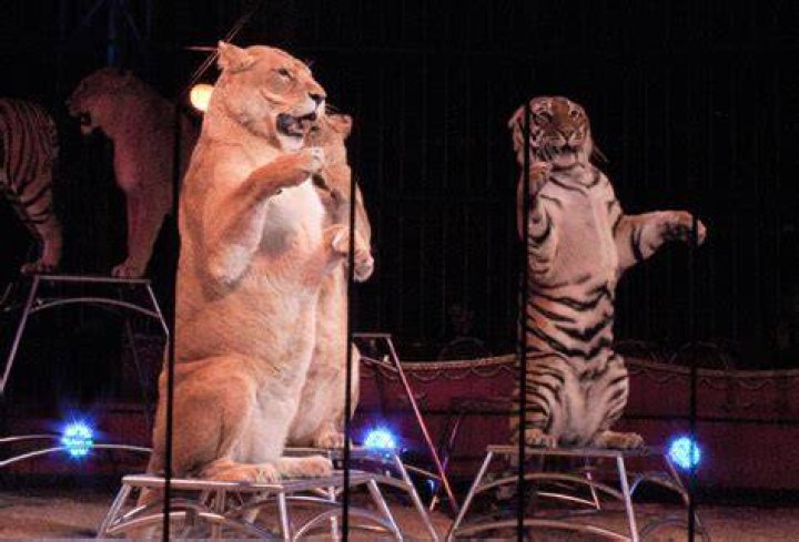 Are animals in circus?