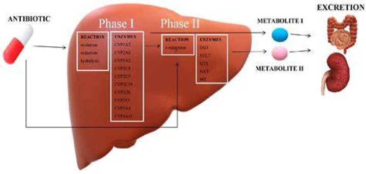 Are antibiotics metabolized by the liver?