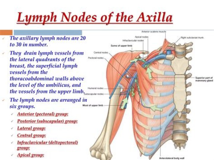 Are axillary lymph nodes superficial or deep?