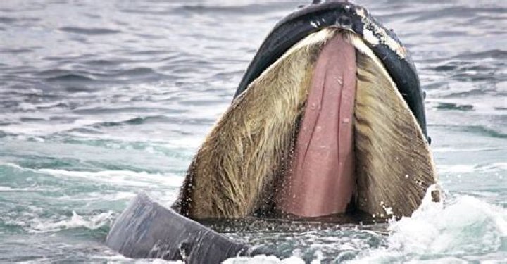 Are baleen whale teeth sharp?
