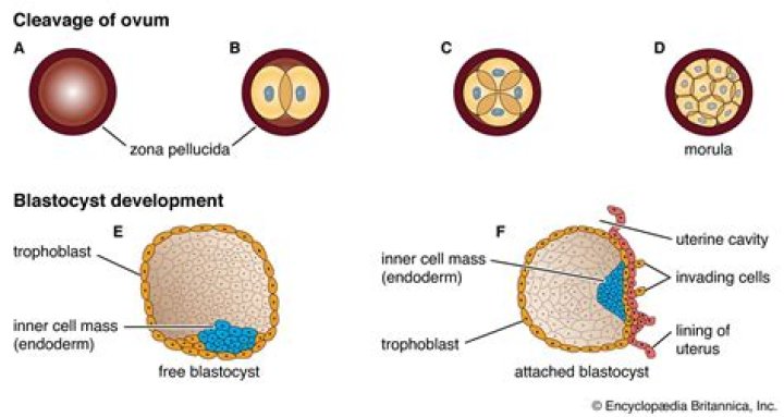 Are blastocyst and blastula the same?