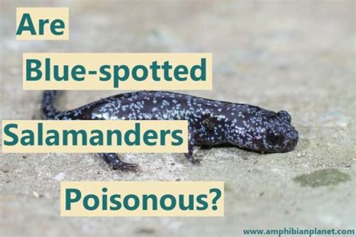 Are blue spotted salamanders poisonous?