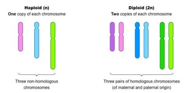 Are body cells haploid or diploid?