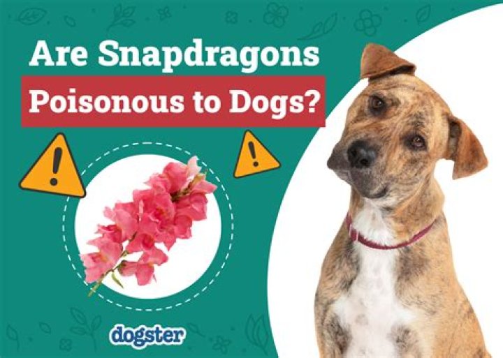 Are brambles poisonous to dogs?