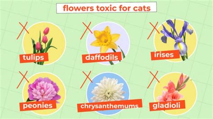 Are butterworts poisonous to cats?