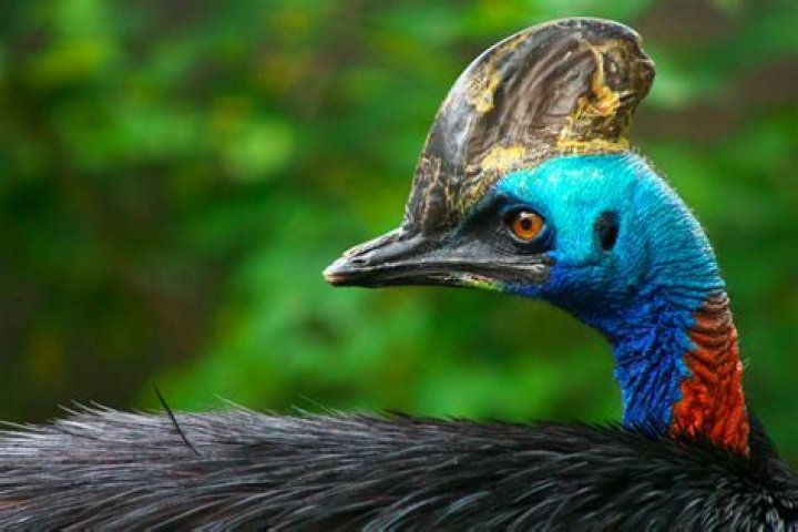 Are cassowary native to australia?