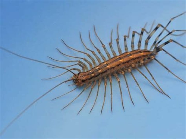 Are centipedes dangerous to humans?