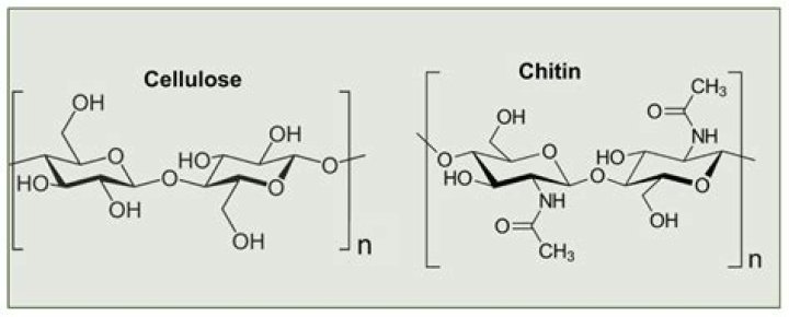 Are chitin and cellulose the same?