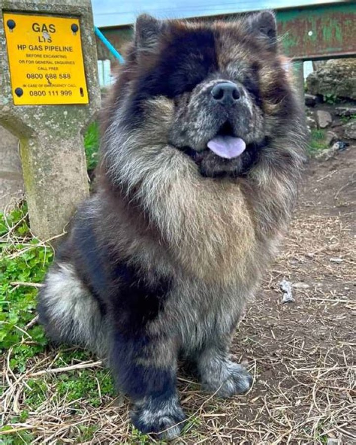Are chow chow big?