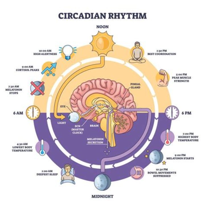Are circadian rhythms genetic?