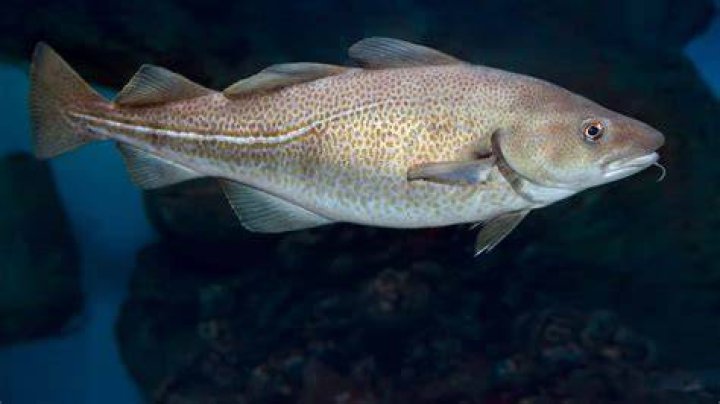 Are cod fish real?