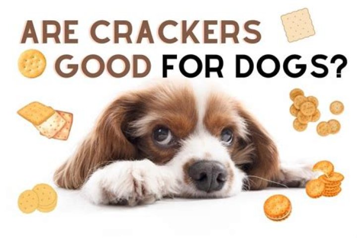 Are crackers good for dogs?