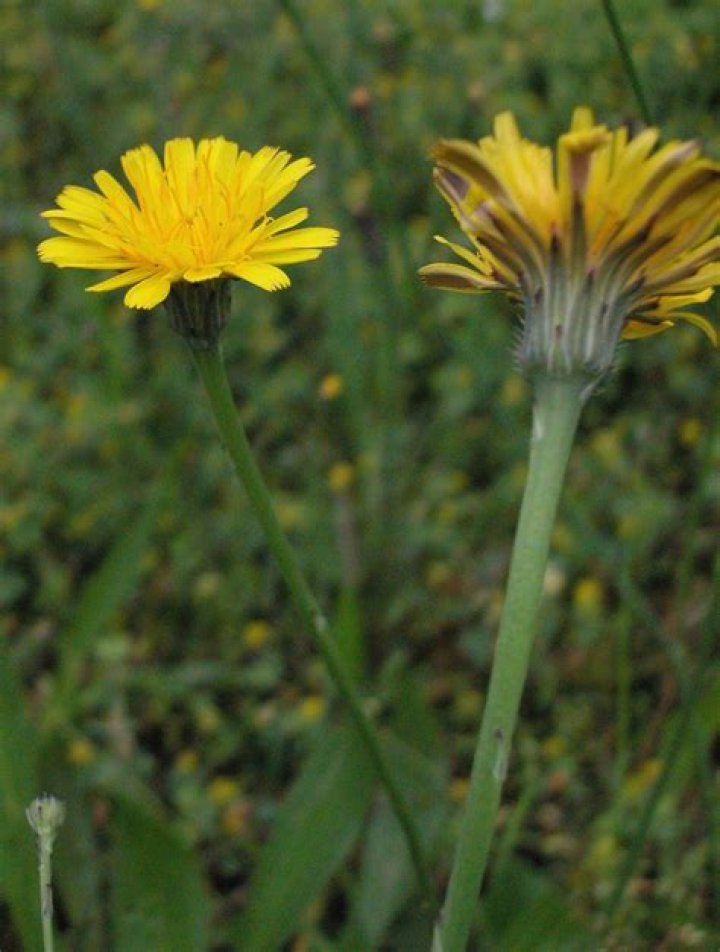 Are dandelions poisonous to humans?
