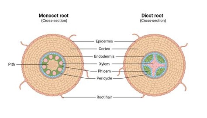 Are dicots vascular or nonvascular?