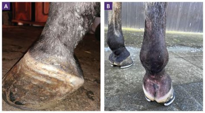 Are equine sarcoids hereditary?