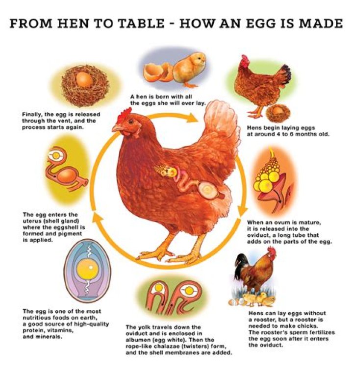 Are follicles and eggs the same thing?