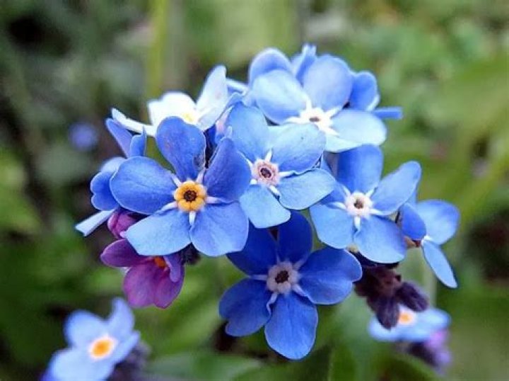 Are forget me nots edible?