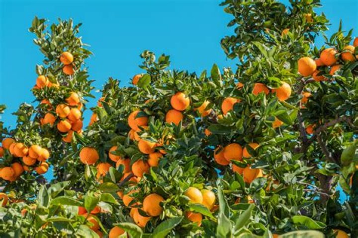 Are fruits living things?