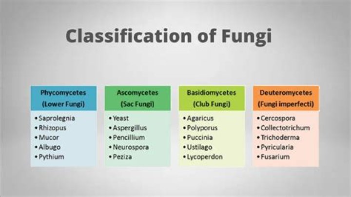 Are fungi and fungus the same thing?