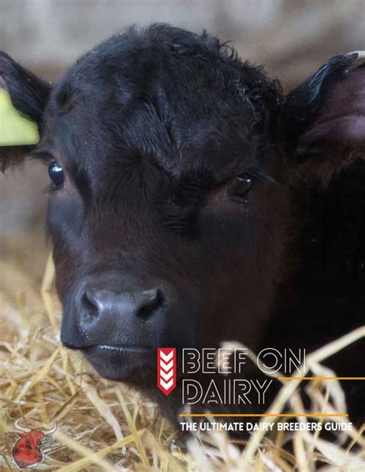 Are gelatos dairy free?