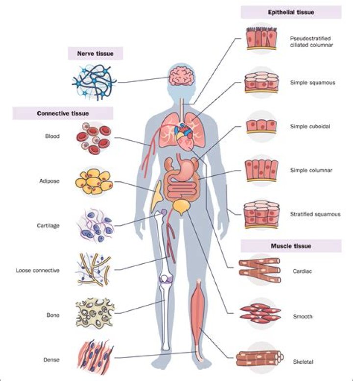 Are half the cells in your body microorganisms?