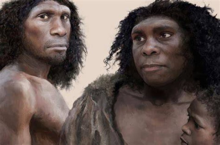 Are humans considered bipeds?
