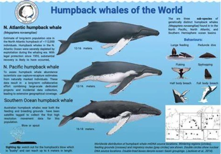 Are humpback whales extinct?