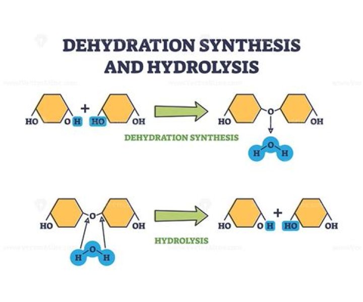 Are hydrolysis and dehydration synthesis?