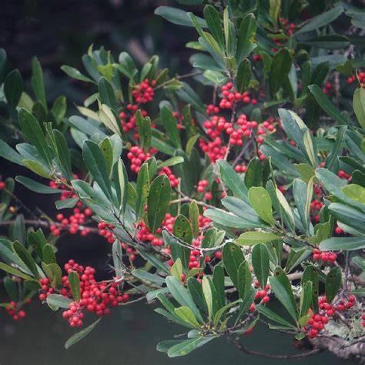 Are ilex cassine berries edible?