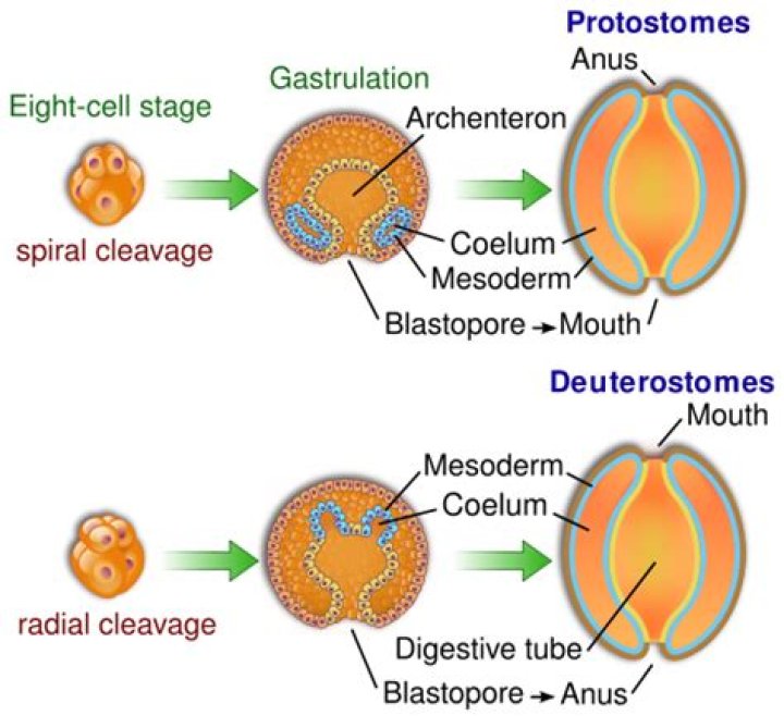 Are jellyfish deuterostome or protostome?