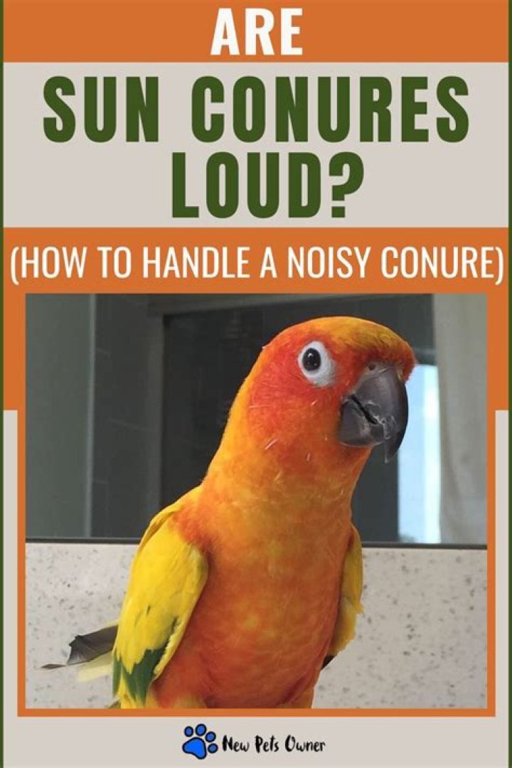 Are jenday conures loud?