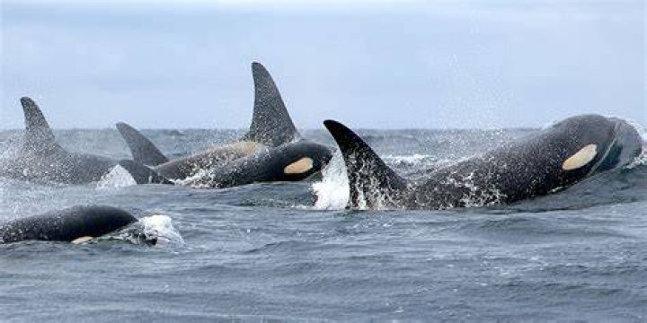 Are killer whales endangered?