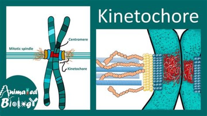 Are kinetochores made of?