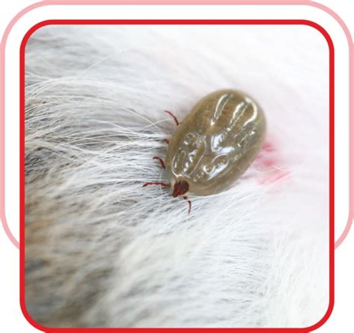 Are lice and ticks the same?