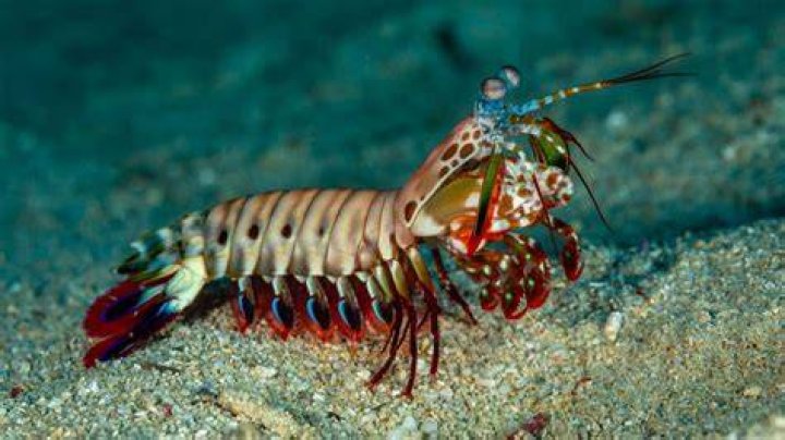 Are mantis shrimp edible?