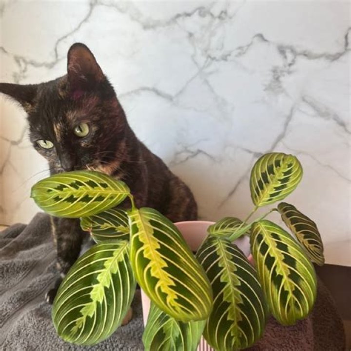 Are maranta plants poisonous to cats?