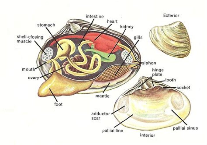 Are maxima clams easy to keep?