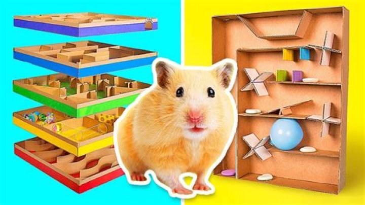 Are mazes good for hamsters?