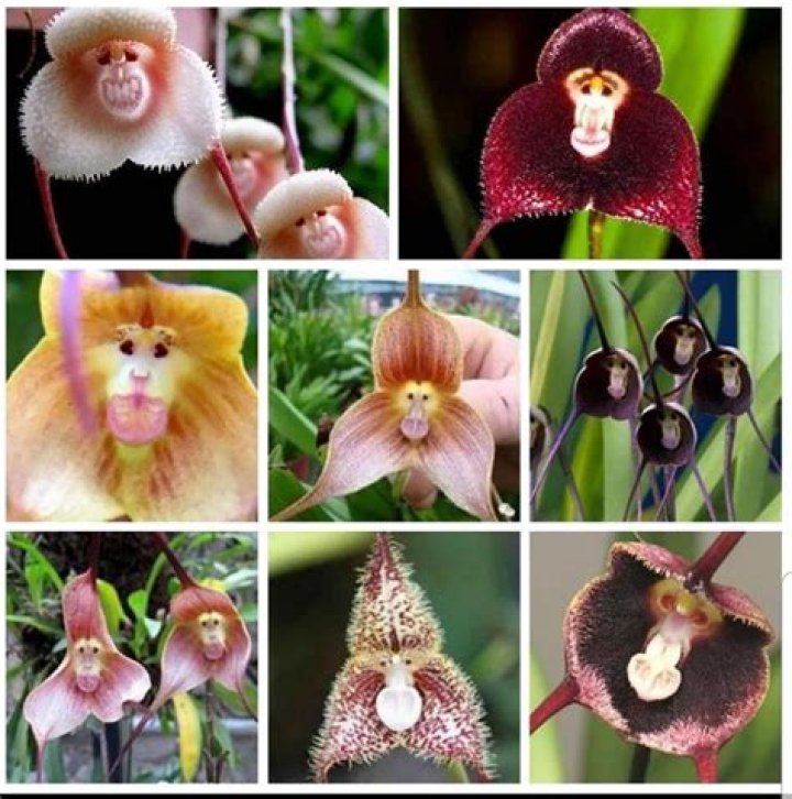 Are monkey orchids real?