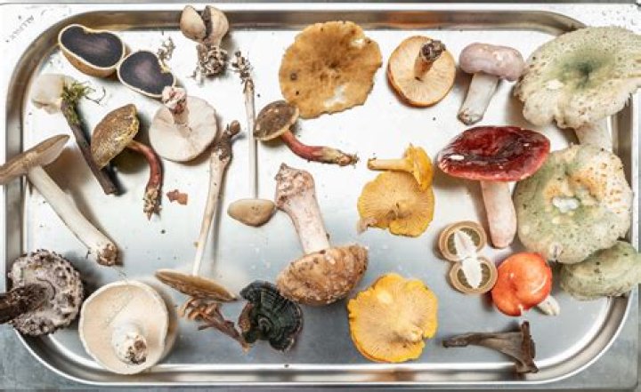 Are mouldy mushrooms safe to eat?