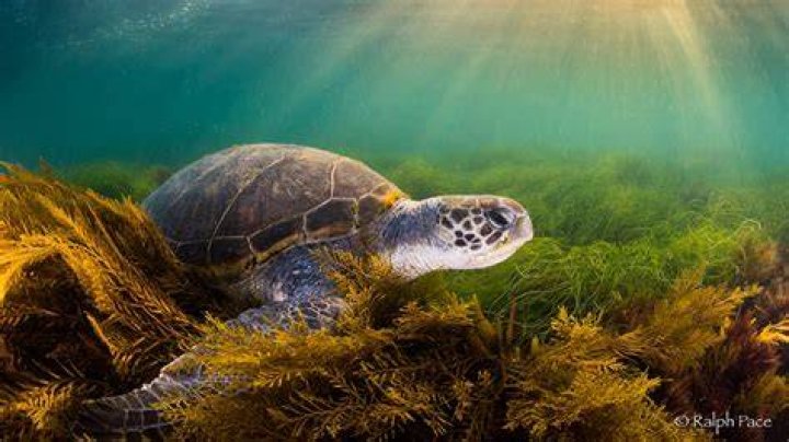 Are musk turtles illegal?