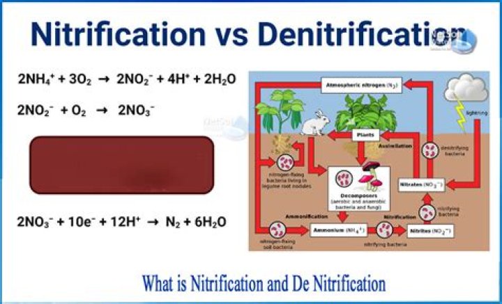 Are nitrification and denitrification the same?