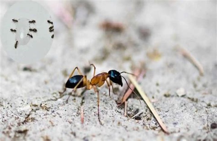 Are odorous house ants dangerous?