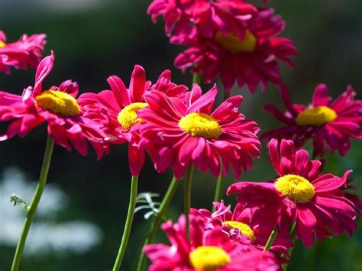 Are painted daisy perennial?